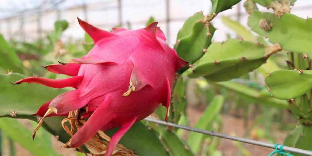 Kurutulmuş meyve sektörünün yeni yıldızı! Bu lezzet artık yükselişte: Üreticinin yeni gözdesi oldu! 6